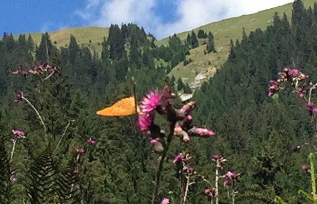 Ein Schmetterling setzt sich in Szene