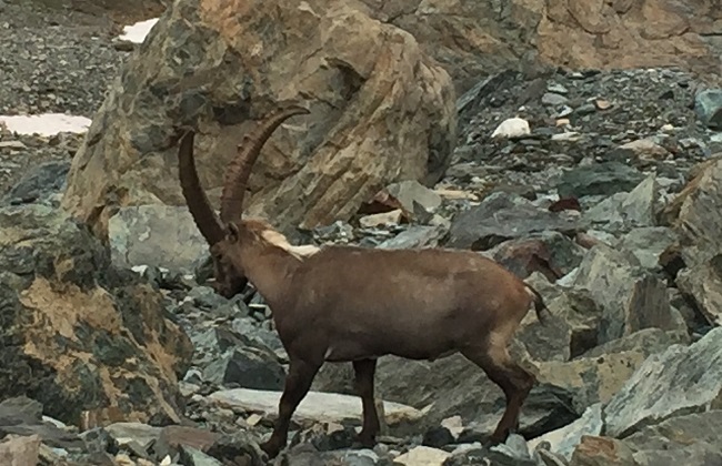 Ein prächtiger Steinbock