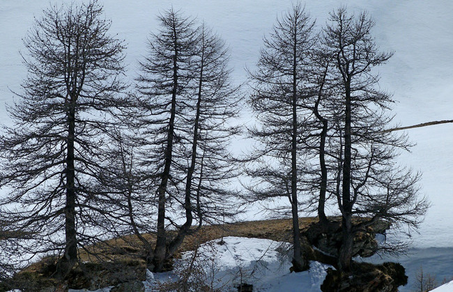 The larch is a green conifer and drops its needles in the late fall. During the winter the tree is bare.