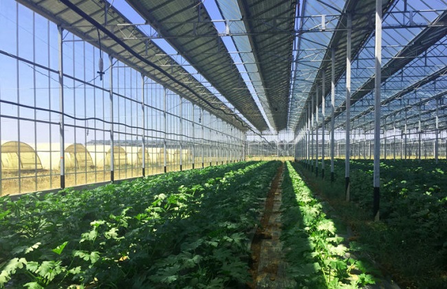 Greenhouse with solar panels